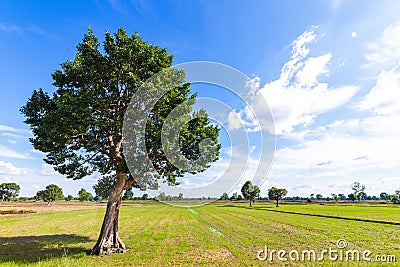 Big tree in little field and blue sky with cloud. Stock Photo