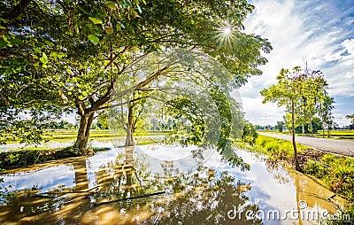 Big tree in little field near the pond and blue sky with cloud. Stock Photo