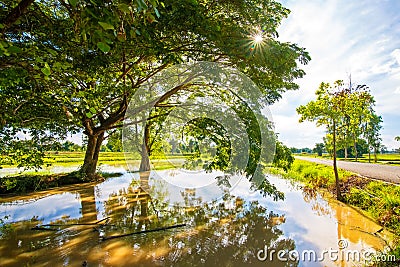 Big tree in little field near water and blue sky with cloud Stock Photo