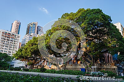 Big tree in Nathan road Editorial Stock Photo