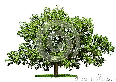 Big tree - oak isolated on a white Stock Photo
