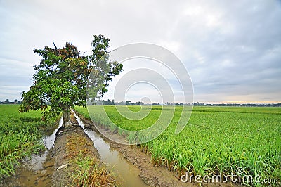 Big tree at paddy field during foggy morning Stock Photo