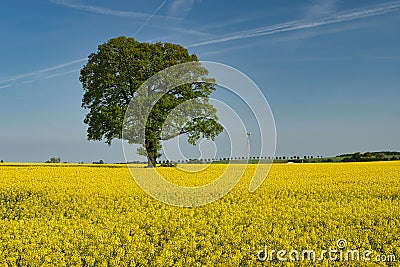 big tree in rape field Stock Photo