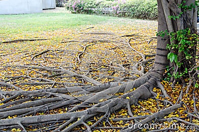 Big tree roots and fallen leaves in the park Stock Photo