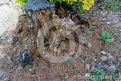 Big tree roots, large roots of cut trees, tree root pictures. Stock Photo