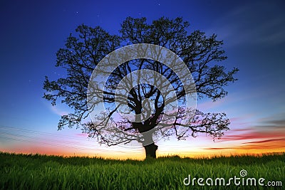 Big tree silhouette Stock Photo