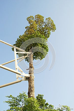 Big Tree with Steel Bracing Supporter on Blue Sky Background Stock Photo