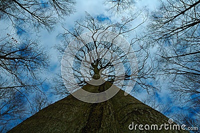 Big Tree - Treetop Stock Photo