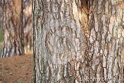 Big tree trunk pine in the woods Stock Photo