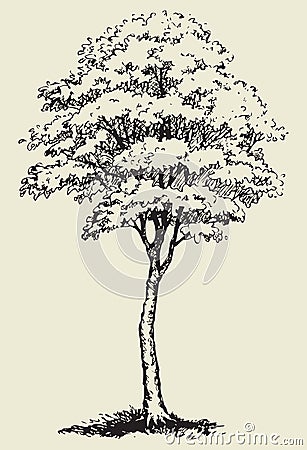 Big tree.Vector sketch Vector Illustration