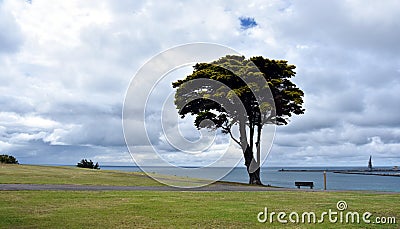 Big tree in the Vested Land Park. Stock Photo
