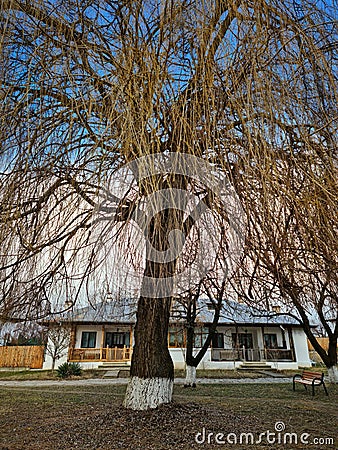 Big tree in Zamfira Monastery courtyard Stock Photo