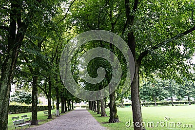 Big trees in alley with foot path Stock Photo