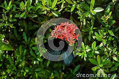 Big Tropical Butterfly , digital photo image Stock Photo