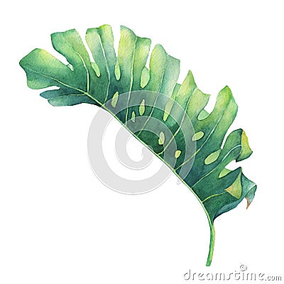 Big tropical green leaf of Monstera plant. Stock Photo