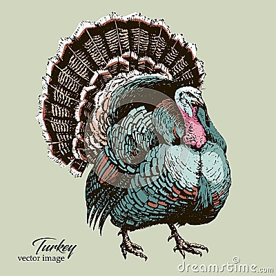 Big Turkey bird black pen vector hand drawing Vector Illustration