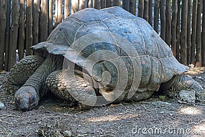 Big turtle Zanzibar Stock Photo