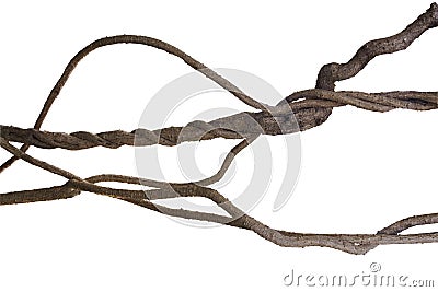 Big twisted liana, jungle vines on white background, cl Stock Photo