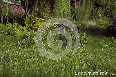 Big uncultivated meadow with different types of grass Stock Photo