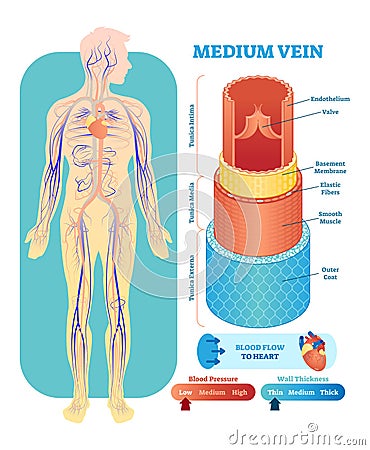 Medium vein anatomical vector illustration cross section. Circulatory system blood vessel diagram scheme.Educational information. Vector Illustration