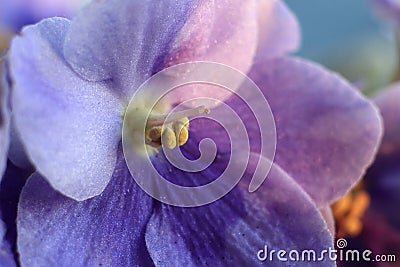 Big violet flower Stock Photo