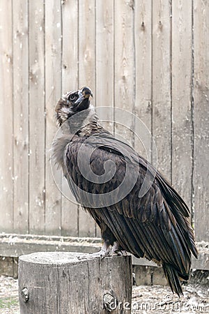 Big vulture sits on stump in nursery Stock Photo