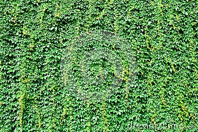 Big wall covered by green ivy leaves Stock Photo