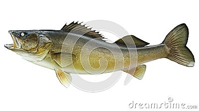 Big walleye isolated on white Stock Photo