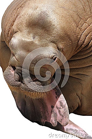 Big walrus over white background Stock Photo