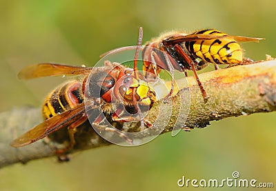 Big wasps Stock Photo