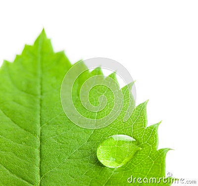 Big Water Drop on a Green Leaf / white background Stock Photo