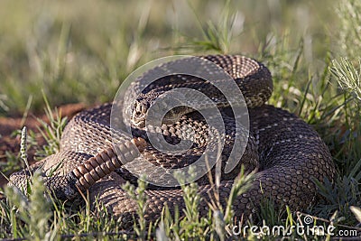 Big Western Diamondback Rattlesnake Stock Photo