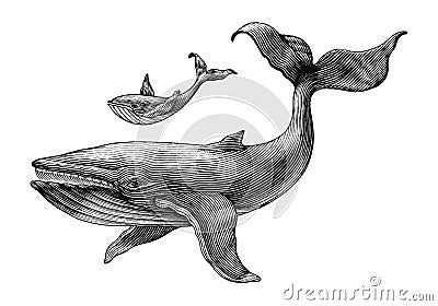 Big whale and little whale hand drawing vintage engraving illustration Vector Illustration