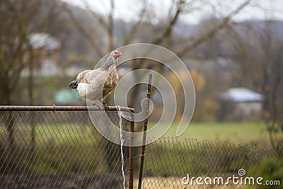 Big white and black nice hen on wire fence on bright sunny day o Stock Photo