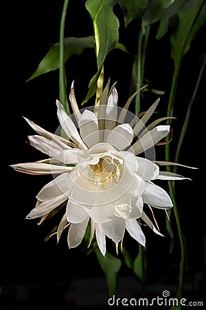 Big white blossom queen of the night Epiphyllum oxypetalum Cactus plant, Front view, night blooming, with charming, bewitchingly Stock Photo