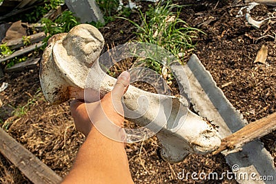 Big white bone in the hand at the abandoned old cattle farm in the lost village Stock Photo