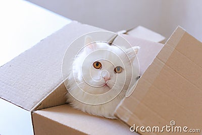 Big White Cat Crawled Into The Box And Sitting Inside It. Stock Photo