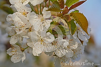 Big white cherry plum blossoms - Prunus cerasifera Stock Photo