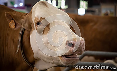 Big white cow at Paris International Agricultural Show. Stock Photo