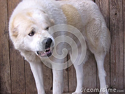 Big white dog aggressive angry bared teeth attacking Central Asian shepherd Stock Photo