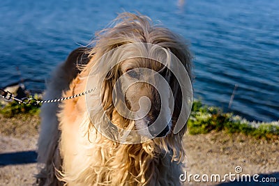 Big white dog of breed Afghan hound stands near the lake Stock Photo