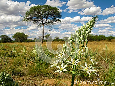 Big white flower with a savannah landscape with camel thorn acacia tree on a background in central Namibia, South Africa Stock Photo