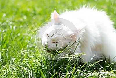 Big white Maine Coon cat eating grass on the lawn to prevent hairballs. Stock Photo