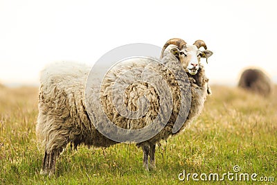 Big white male sheep standing in grass Stock Photo