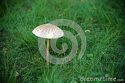 A big white mushroom glow alone on green grass in a park of tropical zone with picture space Stock Photo