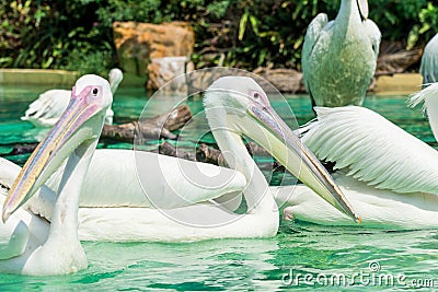 Big white pelican birds in a pond Stock Photo