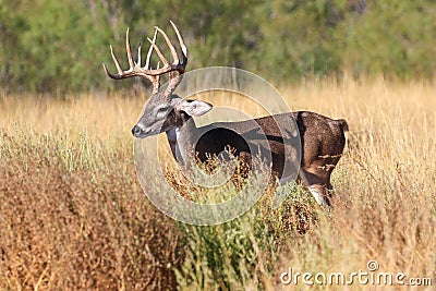 Big whitetail buck with blood on his antlers Stock Photo