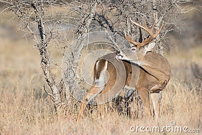 Big whitetail buck grooming his back Stock Photo