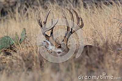 Big whitetail buck hiding by laying down in grass Stock Photo