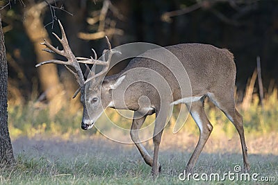 Big whitetail buck trailing whitetail does in heat Stock Photo